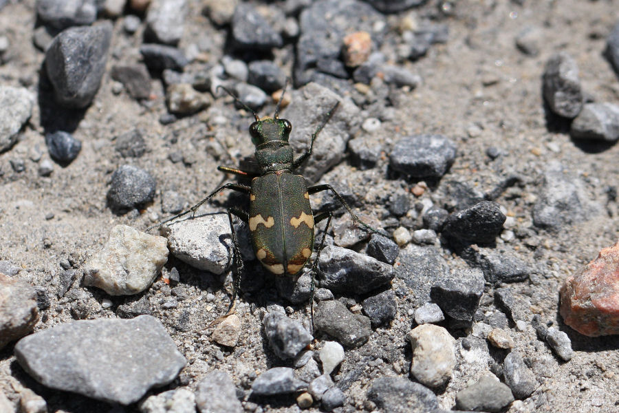 Cicindela sylvicola dalla Valle Morobbia (Ticino)